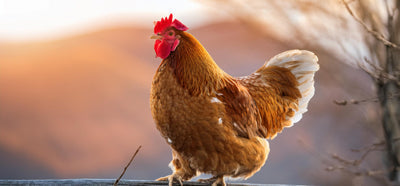 Best Time of Year to Set Up Chicken Nesting Boxes