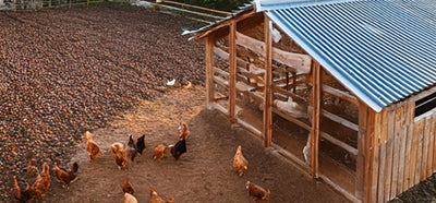 Farm Rite Nesting Box What To Consider When Purchasing Nesting Boxes